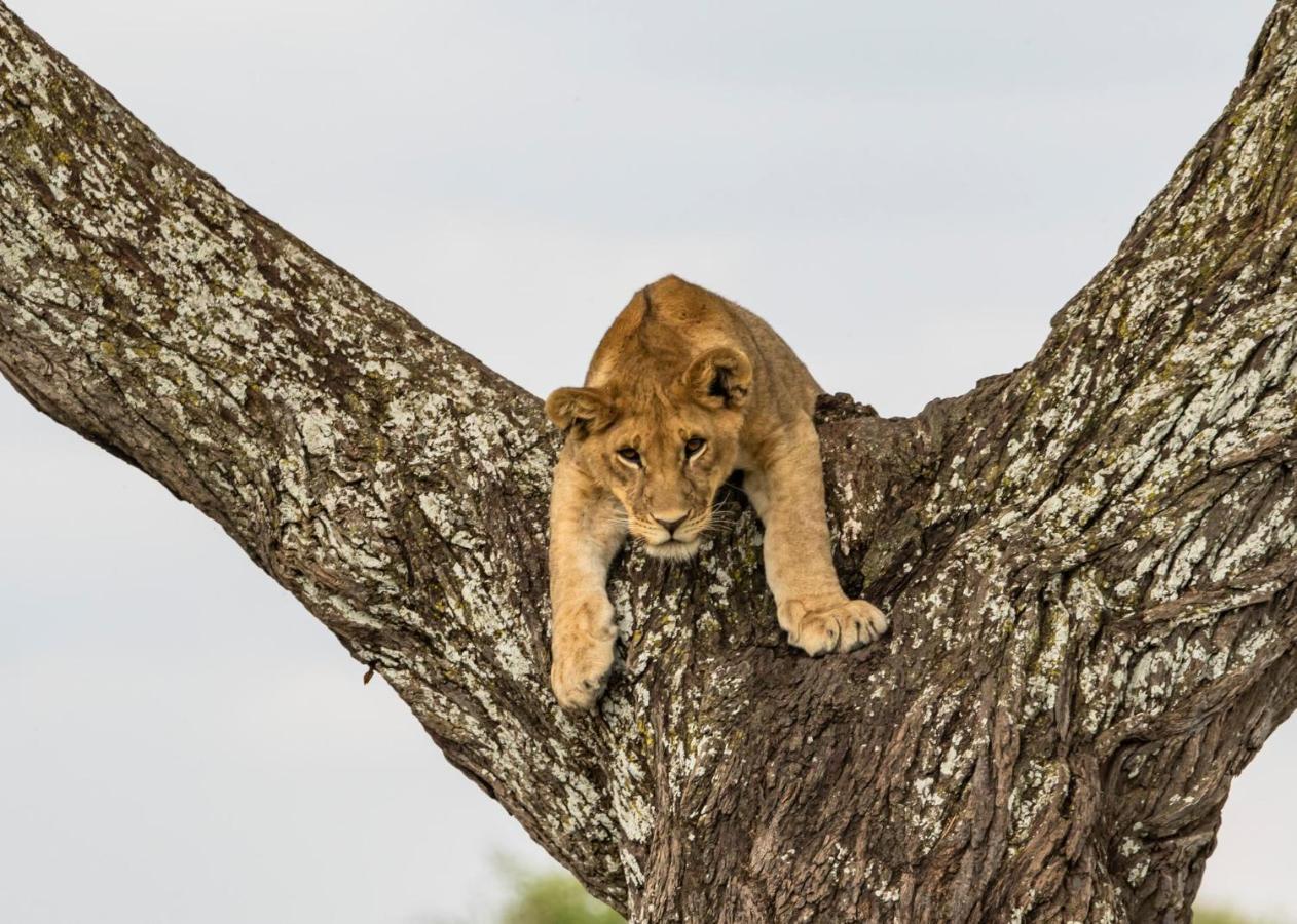Melia Serengeti Lodge Eksteriør bilde