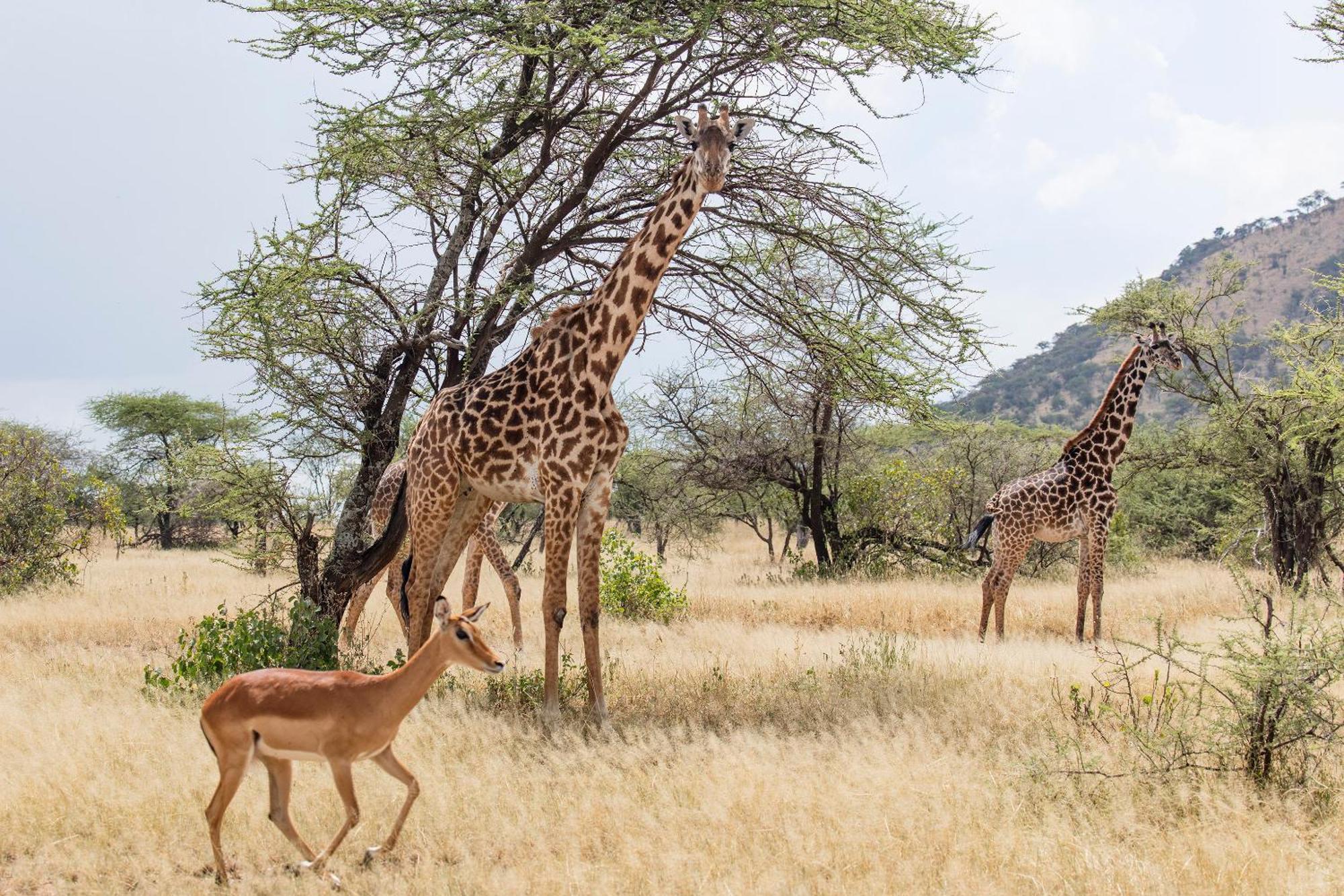 Melia Serengeti Lodge Eksteriør bilde